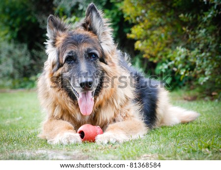 Portrait of a German Shepherd Alsatian Dog with toy