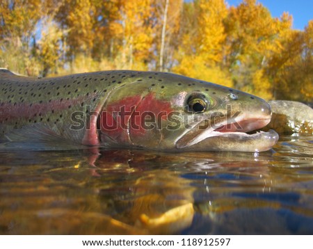 Steelhead trout caught in the Boise River