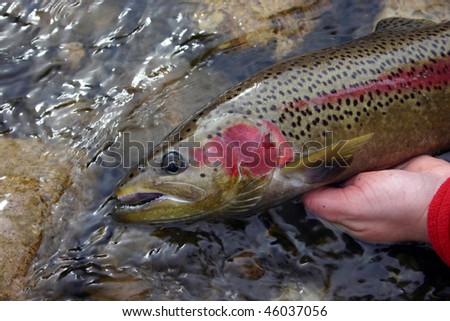 Wild Steelhead trout
