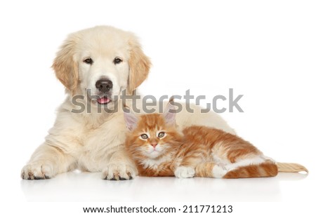 Golden Retriever puppy and kitten posing on white background. Cat and dog series