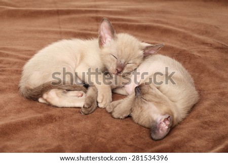 Oriental kittens sleeping on blanket