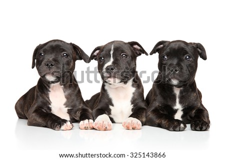 Group of Staffordshire bull terrier puppies lying down on a white background