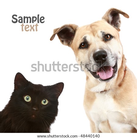 Close-up portrait of a cat and dog. Isolated on white background