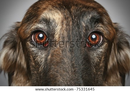 Russian Borzoi dog. Head profile close-up portrait on a grey background