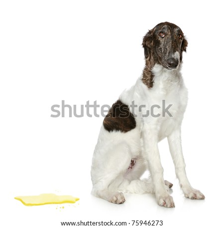 Guilty dog. Russian Borzoi puppy (5 months) on a white background