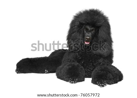 Black Royal poodle lying on a white background