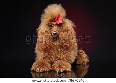 Groomed Toy poodle with a red flower on dark red background