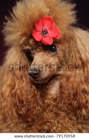 Toy poodle puppy close-up portrait with red flower on dark background