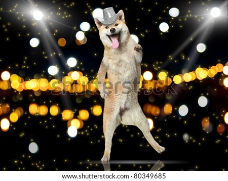 Shiba-inu dog in disco hat dance on her hind legs