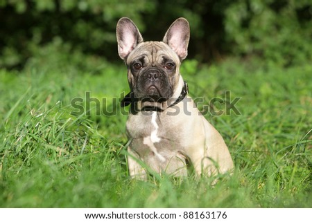 French Bulldog puppy in green grass