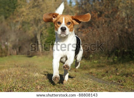 Happy Beagle dog running in autumn park