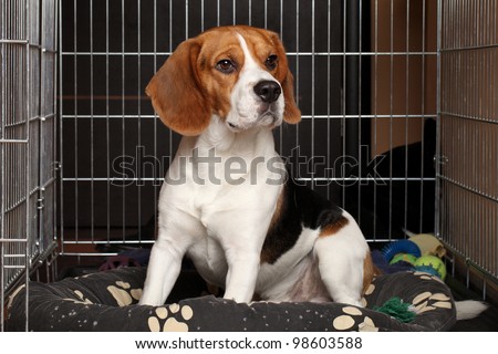 Sad Beagle Dog sits in cage