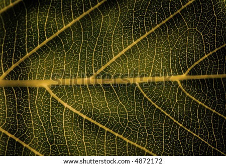 Detailed view of green leave - macro - sepia
