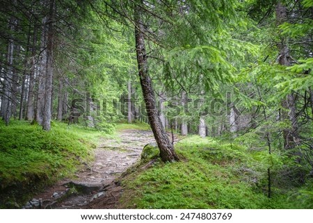 Image, Stock Photo Hiking trail through a beech forest