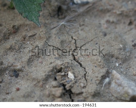 parched earth wit dandelion-seed