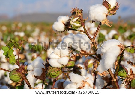 Cotton Blossoms on Branch