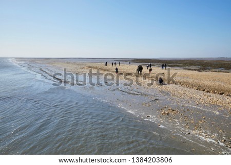 Similar – Foto Bild Austern im Wattenmeer