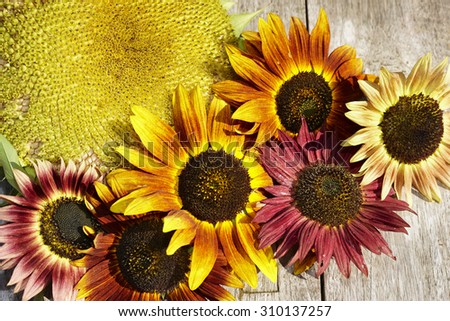 End of summer with sunflowers