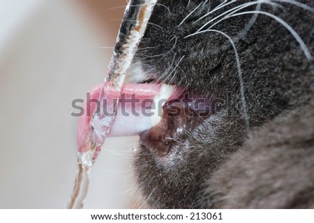 Close up of cat lapping water