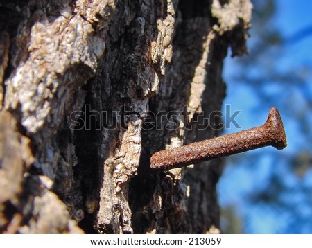 Aged rusty nail in tree with bark detail