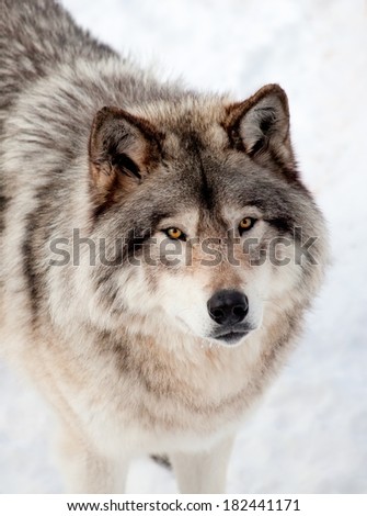 Gray Wolf in the Snow Looking up at the Camera