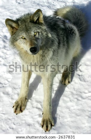 Gray Wolf in the Snow