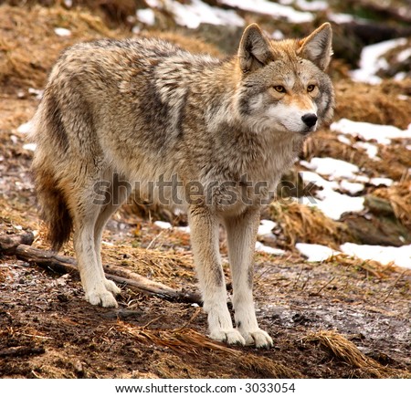 Coyote Looking Ahead