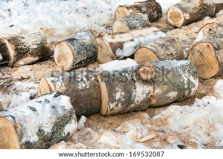 Pile of sawn trunks of birch trees in the forest. Firewood for the winter