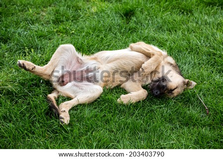 Mongrel dog resting on grass lying on back with eyes closed