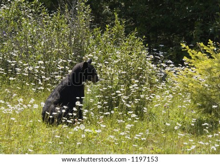 Similar – Image, Stock Photo summer memory marguerites