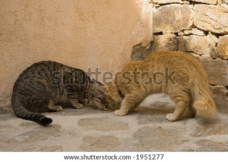 two cats are best friends - ramatuelle, french riviera