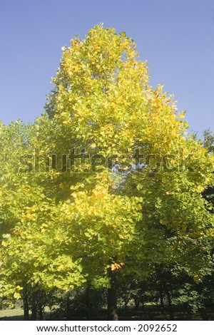 tulip tree - native to eastern north america - in autumn colors
