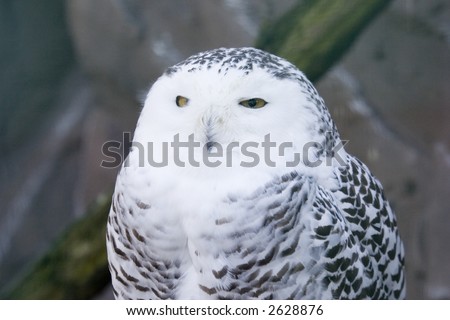 snowy owl - portrait of nyctea scandiaca - close-up of the golden eyes and the insulating plumage