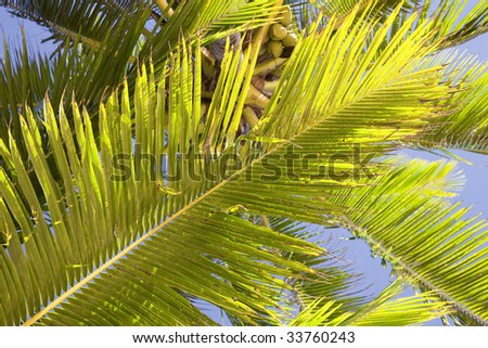 Coco Palm Fronds