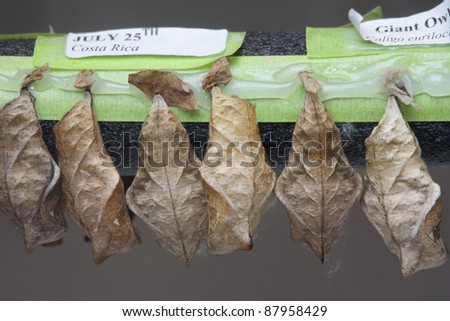 Pupa of Giant Owl Butterfly - Caligo eurilochus in the Life Stage from Caterpillar to Butterfly