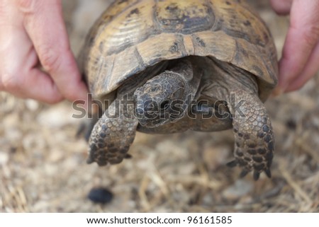 Hand holding Hermann\'s Tortoise - Testudo hermanni boettgeri in Kas, Antalya Province, Turkey, Asia