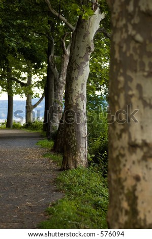 Row of Trees by the River
