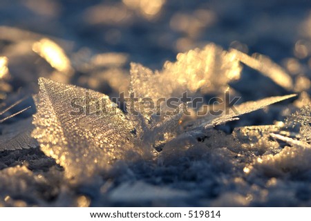 Jack Frost Macro in Winter