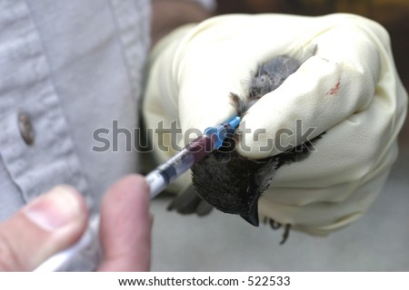 House sparrow during field blood sample