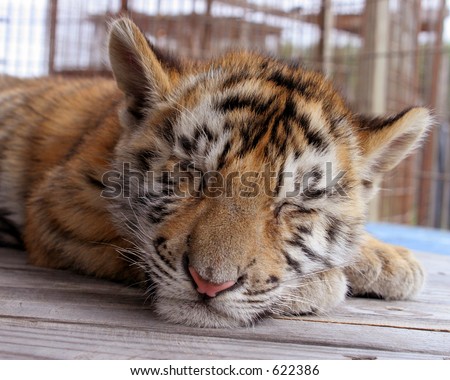 Cute sleeping tiger cub