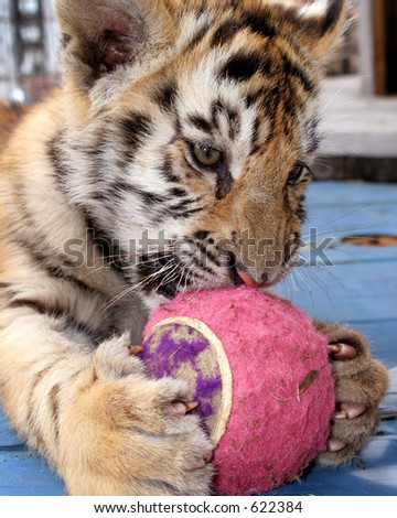 Baby tiger cub playing with ball