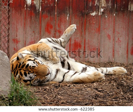 Sleeping Tiger on back