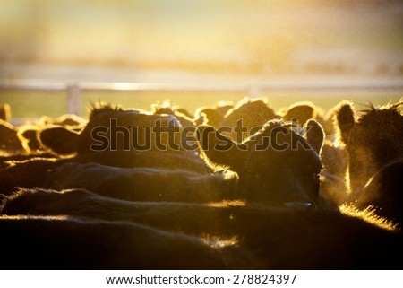 Cattle in morning light