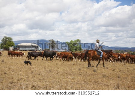Australian stock man with cattle