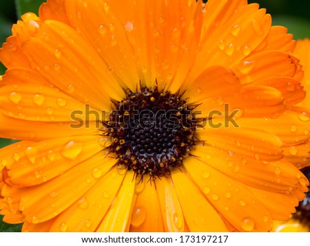 Close up of Orange Gerbera Flower with water drop on petal