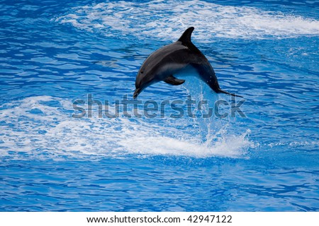 A dolphin jumps out from the water, snapped in Hong Kong Ocean Park