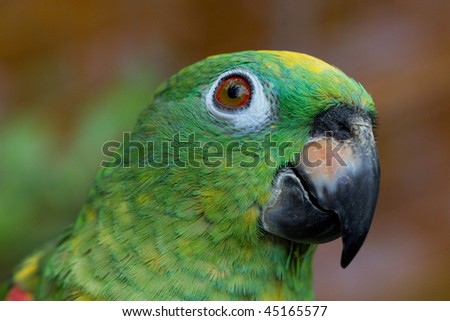 Close up of a curious parrot