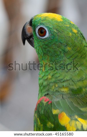 Close up of a curious parrot