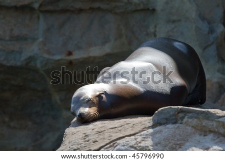 Sea Lion takes a nap on rock
