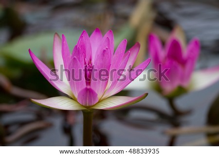 Full Bloom Lotus Flower